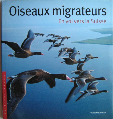 Embouteillage d'oiseaux migrateurs dans le ciel suisse